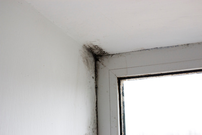 Long Island NY’s Trusted Partner in Complete Mold Removal and Remediation