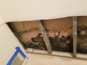 How to Prevent a Costly Mold Cleanup